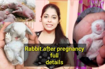 Rabbit after pregnancy to new born bunnies care full details in hindi || baby bunnies details