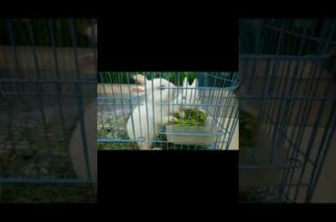 Cute Rabbit Video | Cute Bunny Video | Khargosh | #youtubeshorts | #onlyanimalsvideo | #Shorts