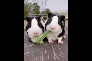 #short #youtube #shortvideo #animals #rabbit cute rabbit