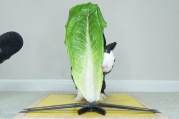 Rabbit Destroys Lettuce Leaf Bigger Than He Is  - Rabbit Eating ASMR