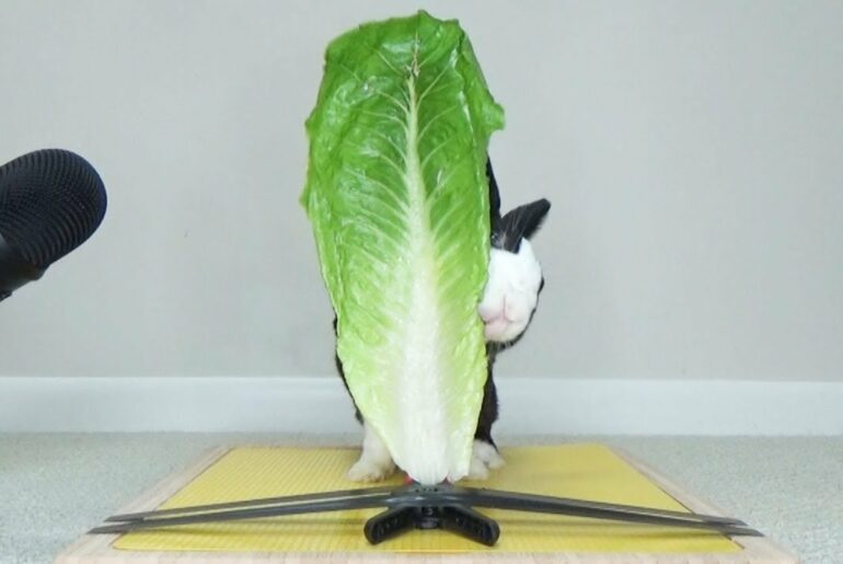 Rabbit Destroys Lettuce Leaf Bigger Than He Is  - Rabbit Eating ASMR