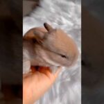 Cute Bunny - Rabbits