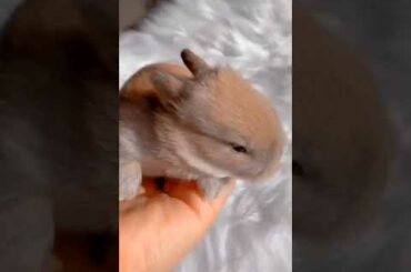 Cute Bunny - Rabbits