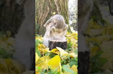 Cute Baby Rabbit Cute & Funniest Animals #shorts