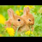 Adorable & Cute Rabbit | Kawaiii Animal