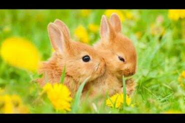 Adorable & Cute Rabbit | Kawaiii Animal