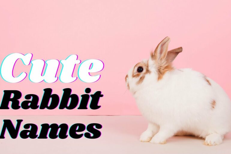 Top 30 Cute Rabbit Names With Meaning 2021 ! Unique Pet Names