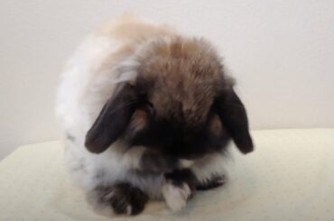 Cute Bunny Grooming