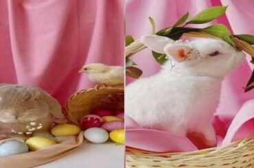 Cute Baby and Cute Rabbit videos | Cute Baby and Cute Baby Bunny Rabbit videos #rabbits #nuter