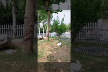 Cute rabbit fights baby tiger#tigerfunny #rabbitsoftiktok #babytiger #babyrabbit#tigerfight #rabbit