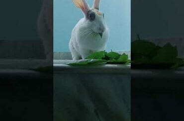 My Cute Rabbit | Pet Rabbit