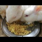 Cute Baby Rabbits Playing, Feeding Activities | Bunny Rabbit