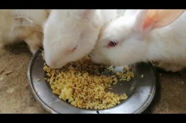Cute Baby Rabbits Playing, Feeding Activities | Bunny Rabbit