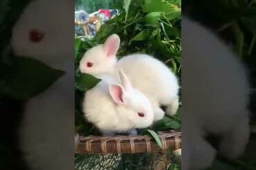 Cute Baby Rabbit