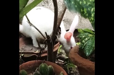 Cute rabbit