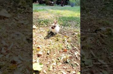 Cute Holland Lop Baby bunny #shorts