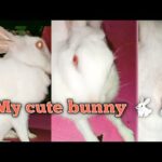 Cute bunny || Cute Rabbit || my sugu || see this cute video