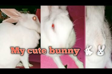 Cute bunny || Cute Rabbit || my sugu || see this cute video