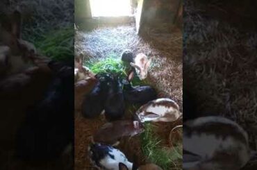 Funny little bunny rabbit Videos   Cute Rabbits Compilation 2021 #23