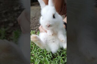 Cute rabbit  /  #shorts / #ytshorts