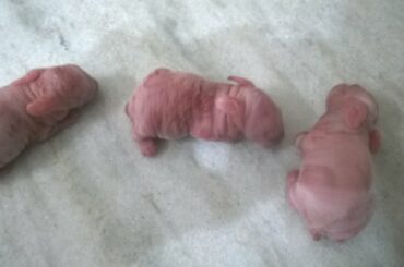 Newly born rabbit babies -Two hours old three Rabbit kids finding their mother