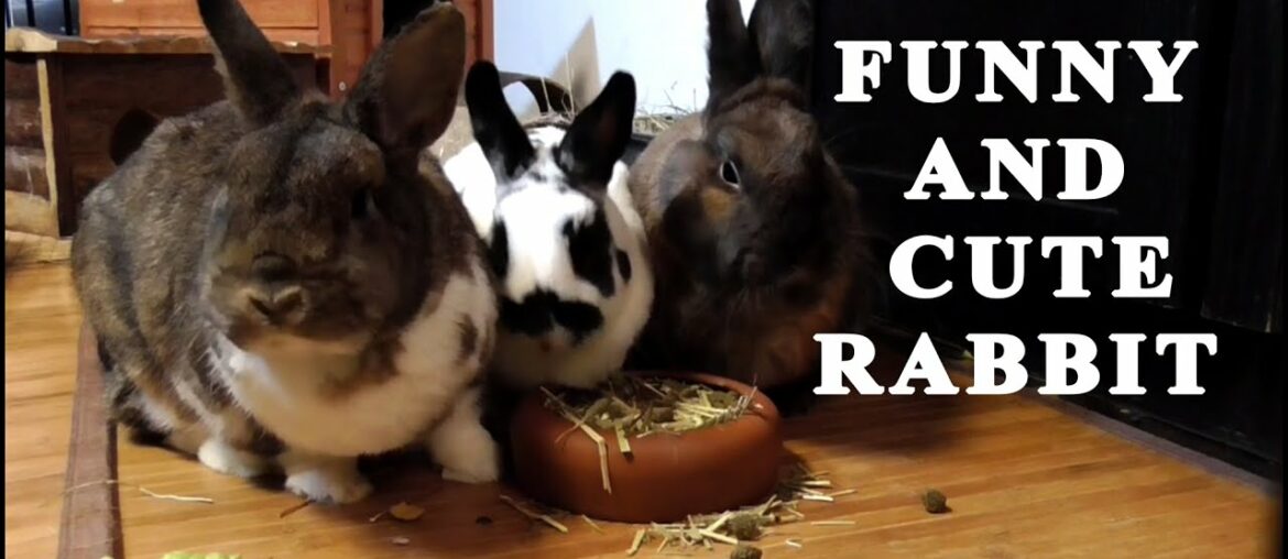 funny and cute baby rabbit video funny and cute baby rabbit video
