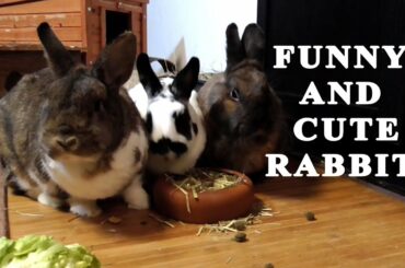 funny and cute baby rabbit video