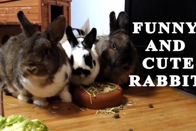 funny and cute baby rabbit video