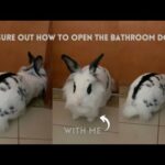 Bunny wants to go to the bathroom | Lily Bobtail