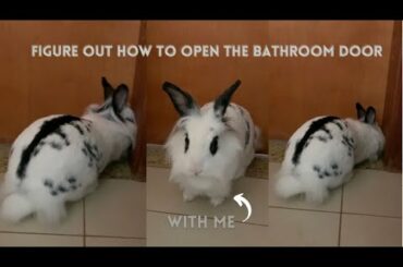 Bunny wants to go to the bathroom | Lily Bobtail