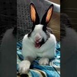 Cute rabbit opens its little mouth #shorts