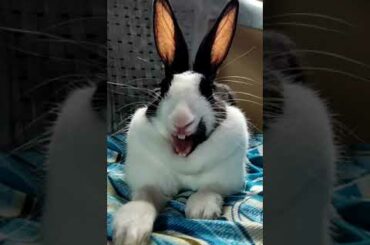 Cute rabbit opens its little mouth #shorts