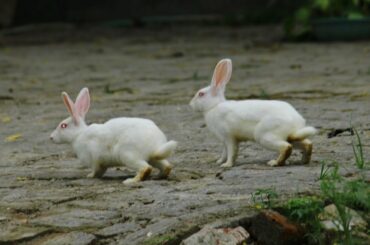 Our cute rabbit has blessed us with 5 cute children..... Next Update After 2 Days!!!!