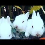 Funny Cute baby bunny rabbit video || baby animal video || #rabbit #animals