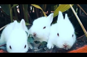 Funny Cute baby bunny rabbit video || baby animal video || #rabbit #animals
