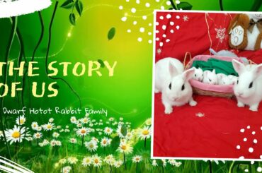 Cute Baby Bunny Rabbit - Beautiful Rabbit Video, Rabbit Movie Compilation