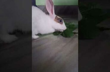 My Cute Rabbit | Pet Rabbit