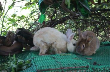 Listen Relaxing Music and Watching Rabbit Eating - Cute Rabbit Eating - Meng Rabbit