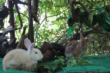 Rabbit Eating Spinach With Relaxing Music - Cute Rabbit Eating ASMR - Feng Cute Rabbit