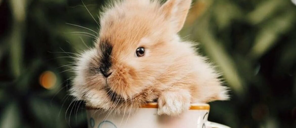 Cute Bunny Dancing – Cute Baby Rabbit – A Funny Bunny Videos Compilation Cute Baby Animals Cute Bunny Dancing - Cute Baby Rabbit - A Funny Bunny Videos Compilation Cute Baby Animals