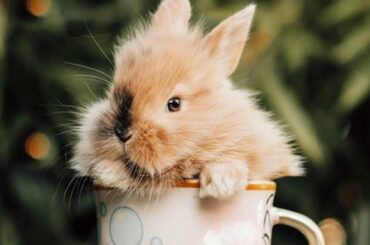 Cute Bunny Dancing - Cute Baby Rabbit - A Funny Bunny Videos Compilation Cute Baby Animals