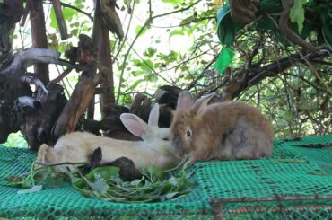 Cool Rabbit Alex and Gigi Eating Trokoun - Cute Rabbit Eating - Meng Rabbit