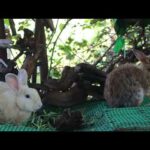 Cute Rabbit Gigi Love Eating Morning Glory For Dinner - Cute Rabbit Eating ASMR - Feng Cute Rabbit