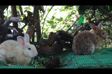 Cute Rabbit Gigi Love Eating Morning Glory For Dinner - Cute Rabbit Eating ASMR - Feng Cute Rabbit