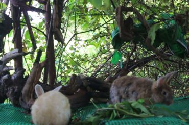 Today Alex and Gigi Eat A Lot - Cute Rabbit Eating ASMR - Feng Cute Rabbit