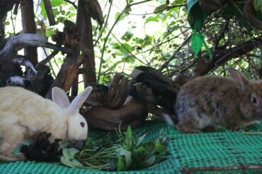 Cute Rabbit Eating - Rabbit Michael and Rabbit Niki Eating Morning Glory - Meng Rabbit