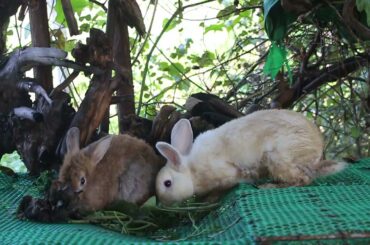 Alex and Michael Eating Racing Who is the fastest? - Cute Rabbit Eating - Men Rabbit