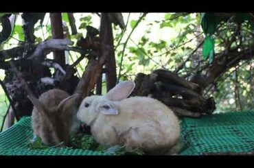 Rabbit Alex and Rabbit Gigi Loves Eating Spinach So Much - Cute Rabbit Eating ASMR