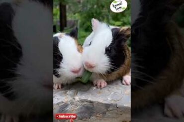 Funny and cute baby bunny Rabbit video - Baby animal video compilation #animallovers #rabbit #shorts