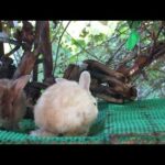 Adorable Brother Feng Love To Eat Cucumber - Cute Rabbit Eating ASMR - Feng Cute Rabbit
